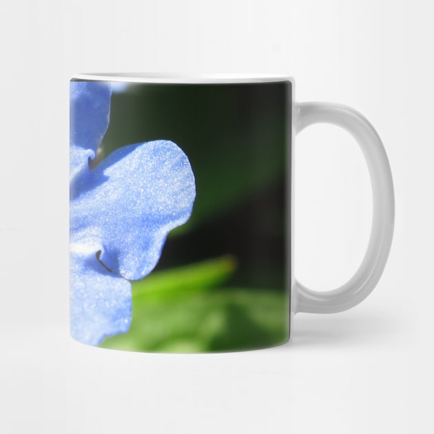 Forget-me-not, blue flower by rh_naturestyles